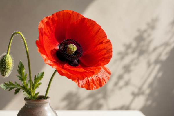 Poppy Flower
