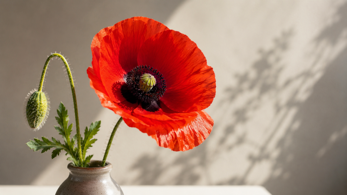 Poppy Flower